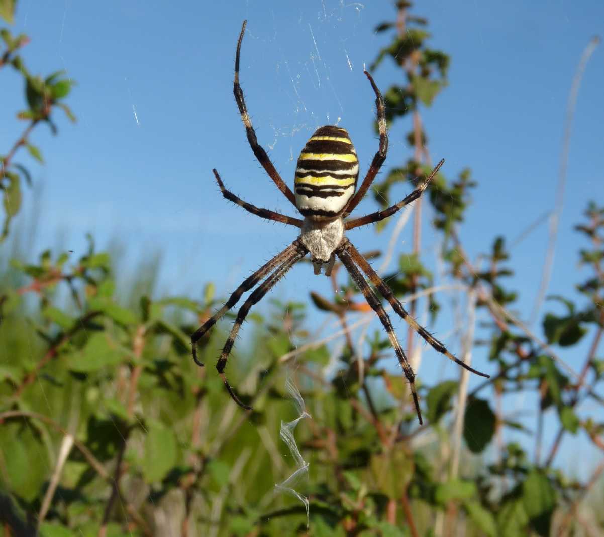 Argiope trifasciata!
